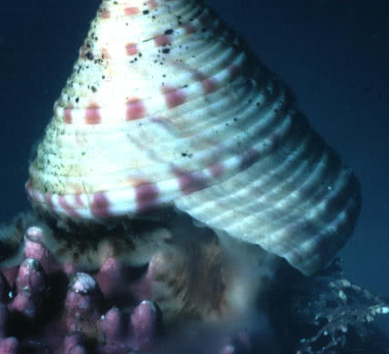 Painted Topshell (Calliostoma zizyphinum)